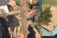 cali tree service tree service tree removal estimate template