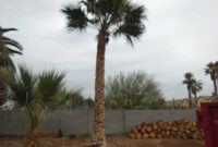 editable 089 15ft mexican palm « affordable tree service las vegas nv tree service tree removal estimate template example