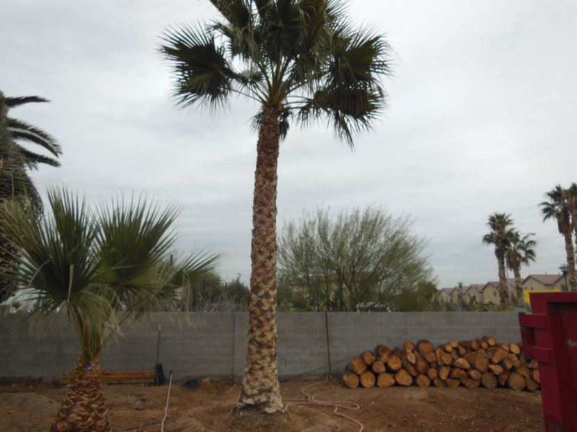 editable 089 15ft mexican palm « affordable tree service las vegas nv tree service tree removal estimate template example