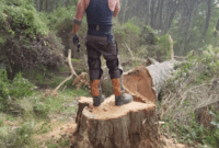 sample rob&amp;#039;s tree service  tree  stump removal services  6 dempsey ct  morwell tree service tree removal estimate template pdf